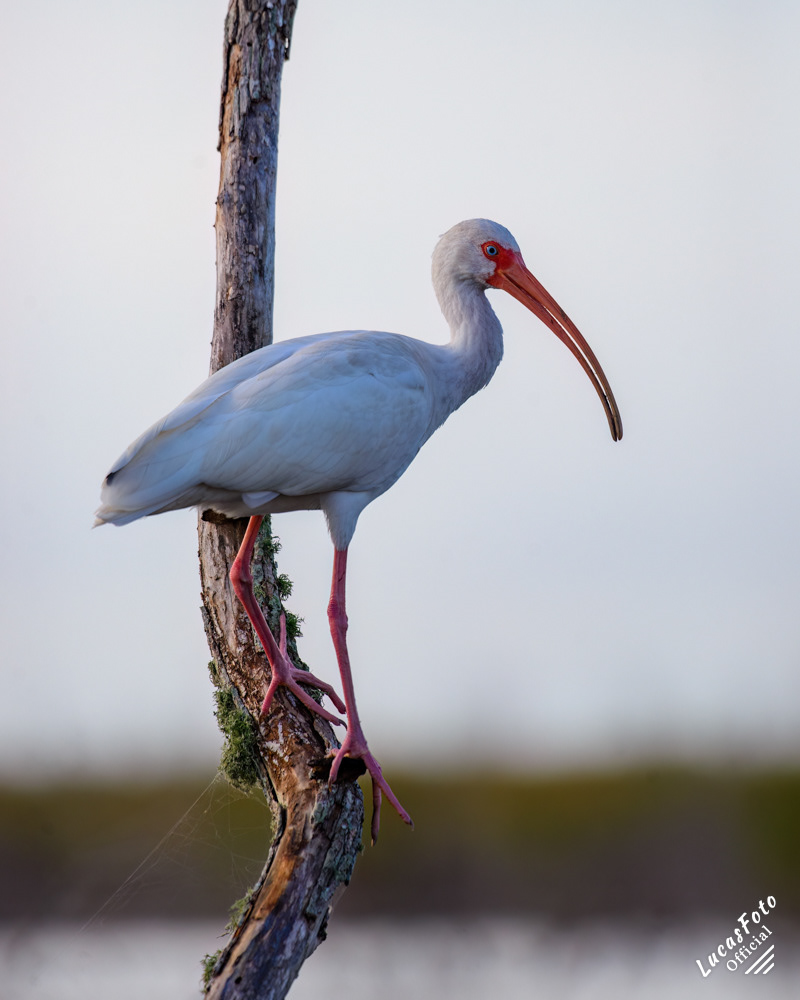 White Ibis