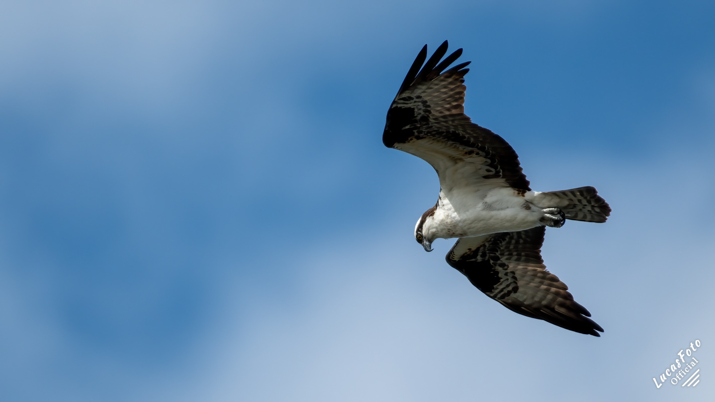 Osprey