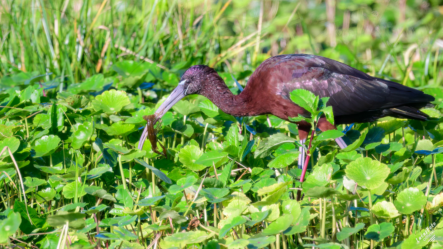 Glossy Ibis