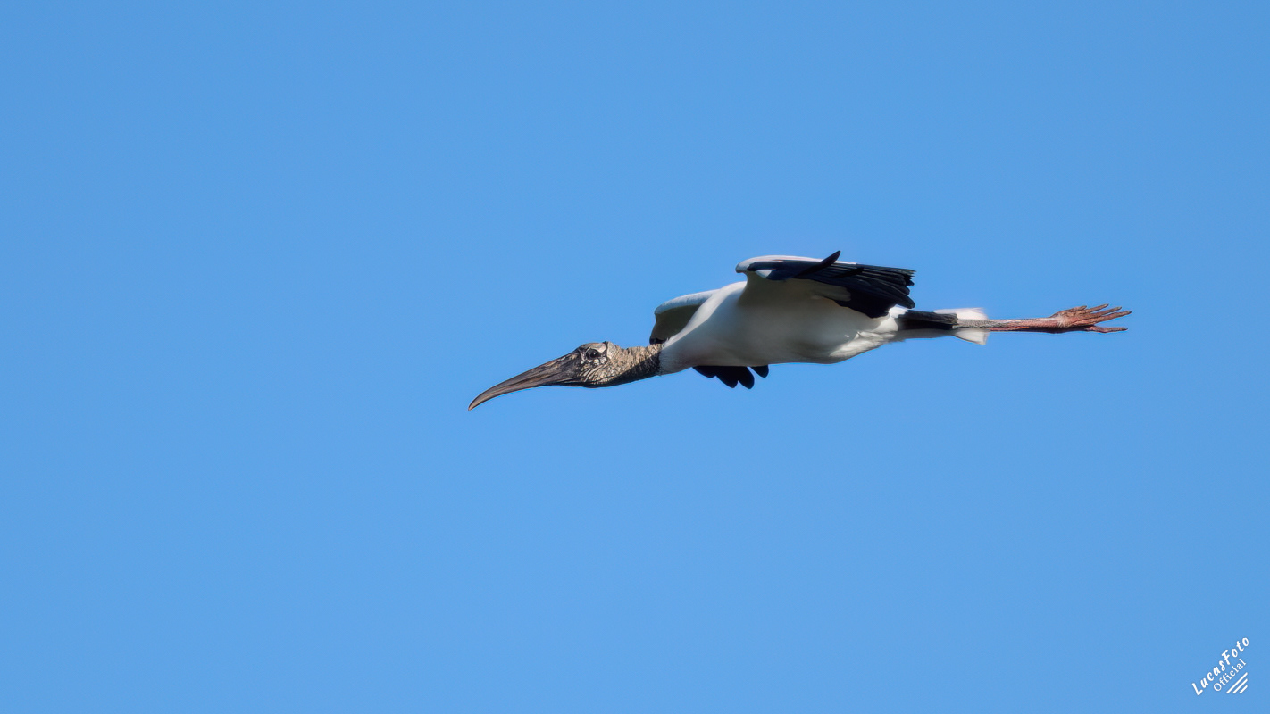 Wood Stork