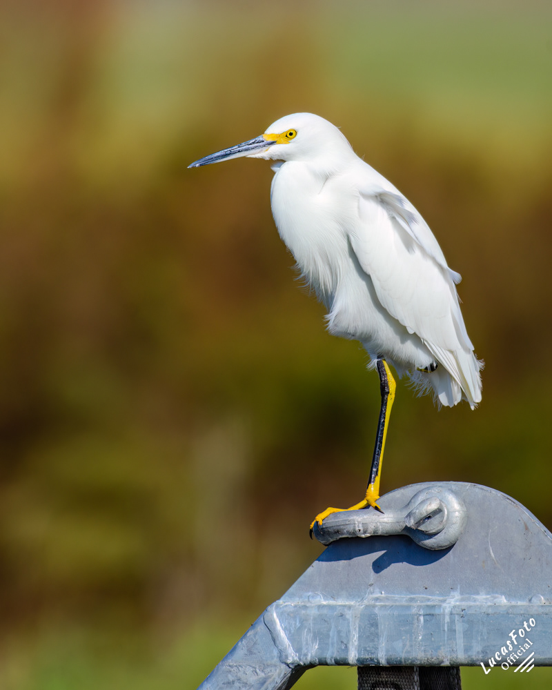 Snowy Egret