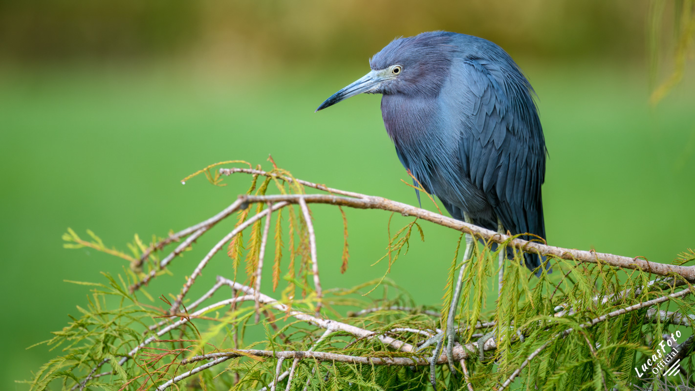 Little Blue Heron