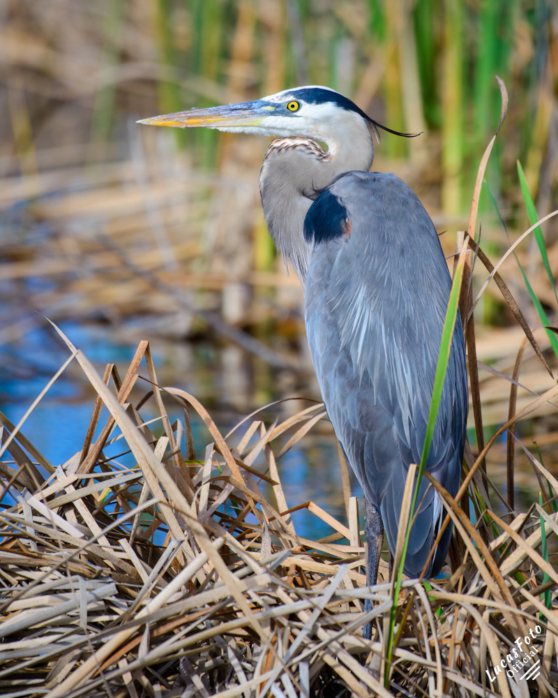 Great Blue Heron