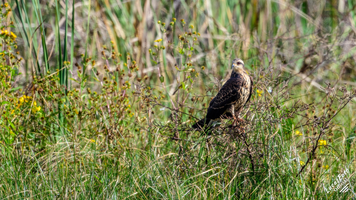 Snail Kite