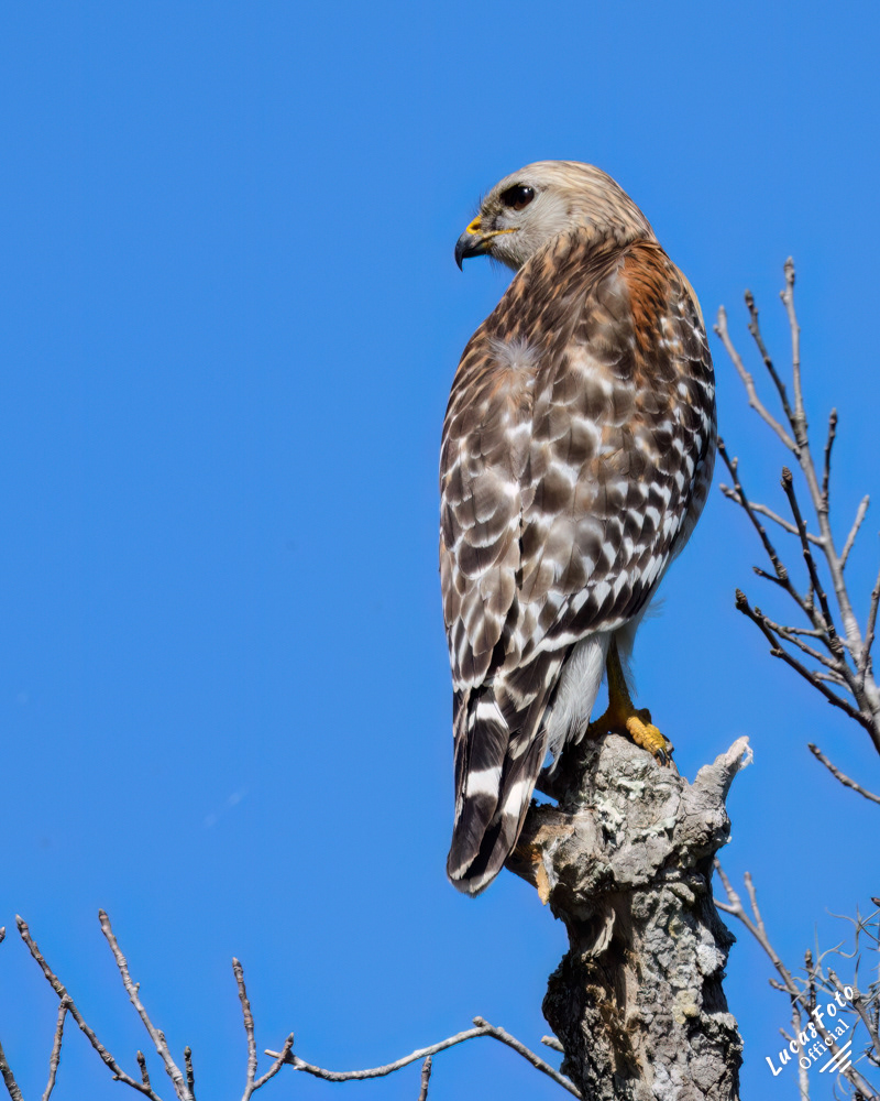 Red-shouldered Hawk