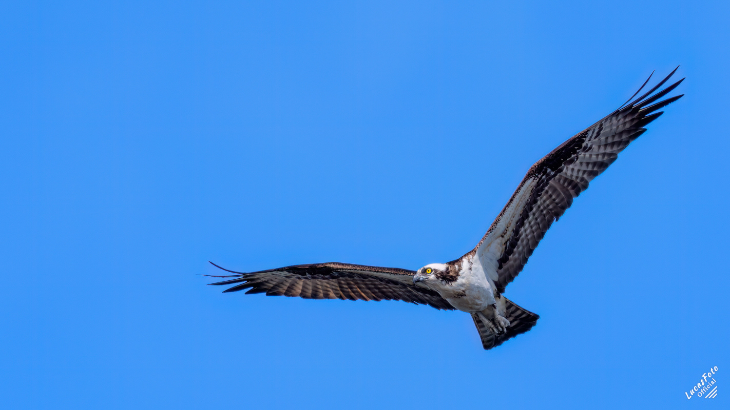 Osprey