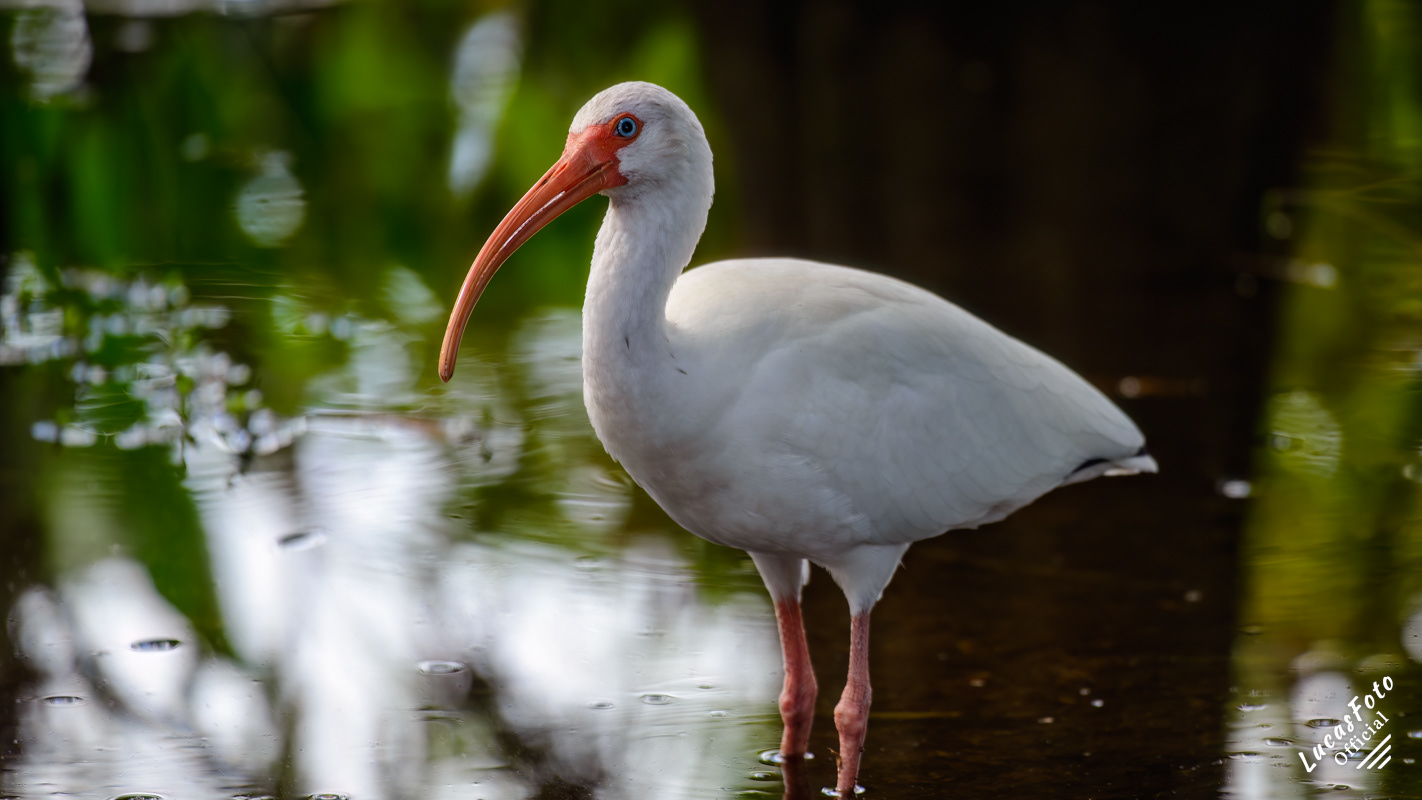 White Ibis