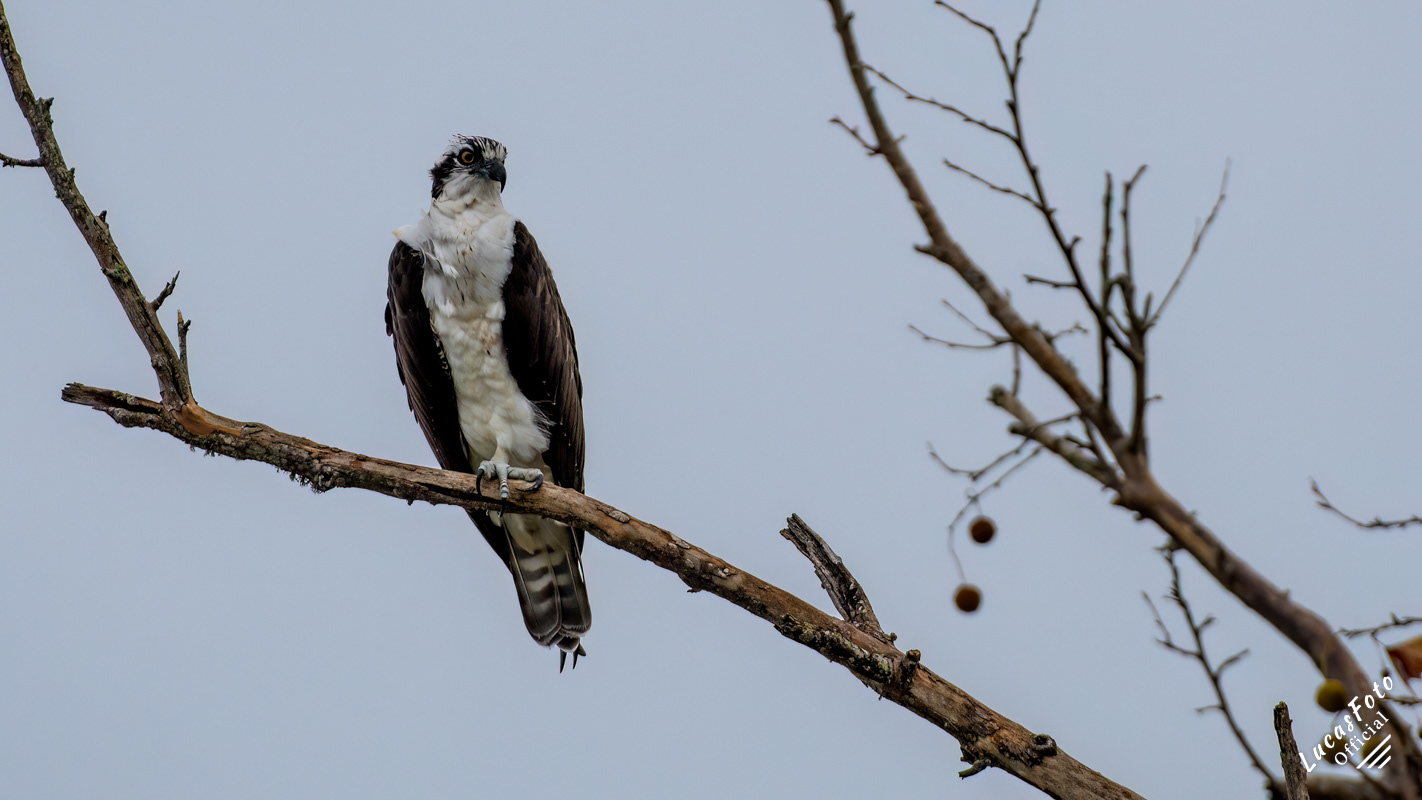 Osprey