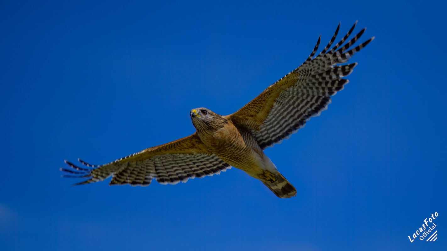 Red-shouldered Hawk