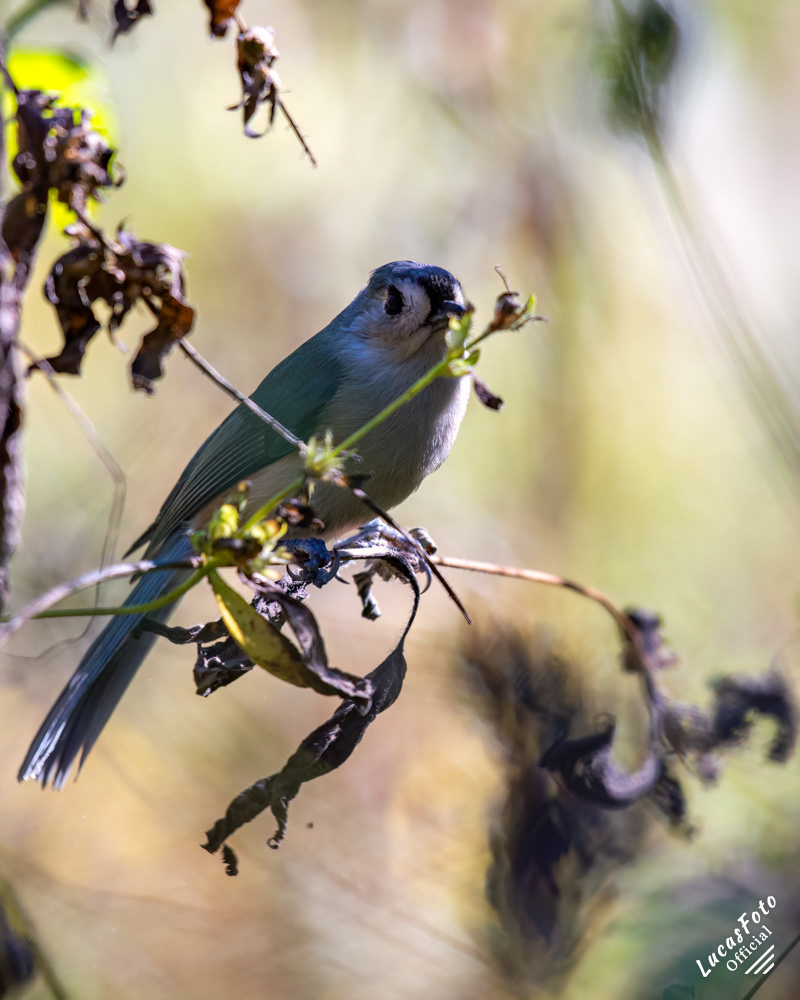 Tufted Titmouse