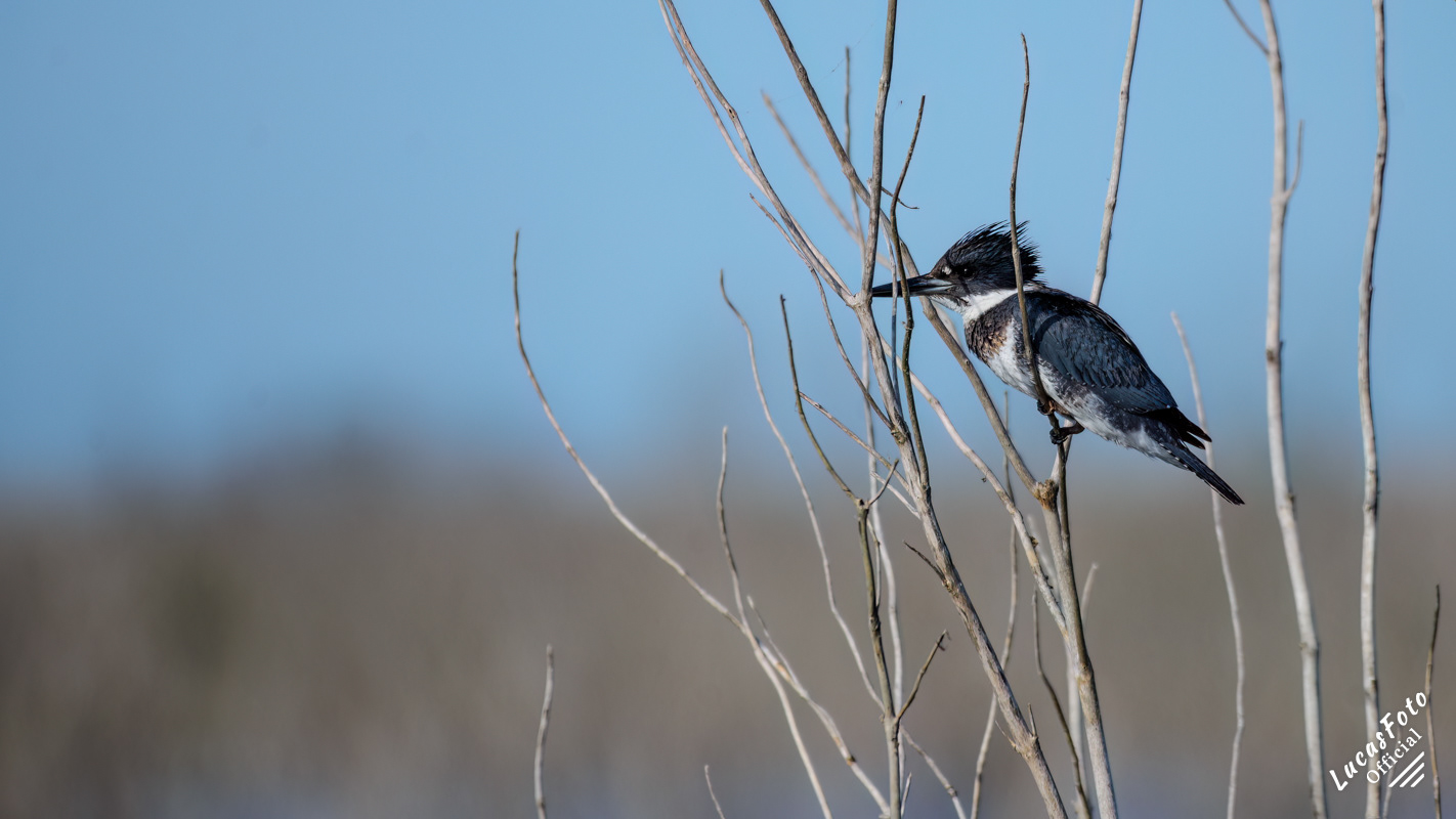 Belted Kingfisher