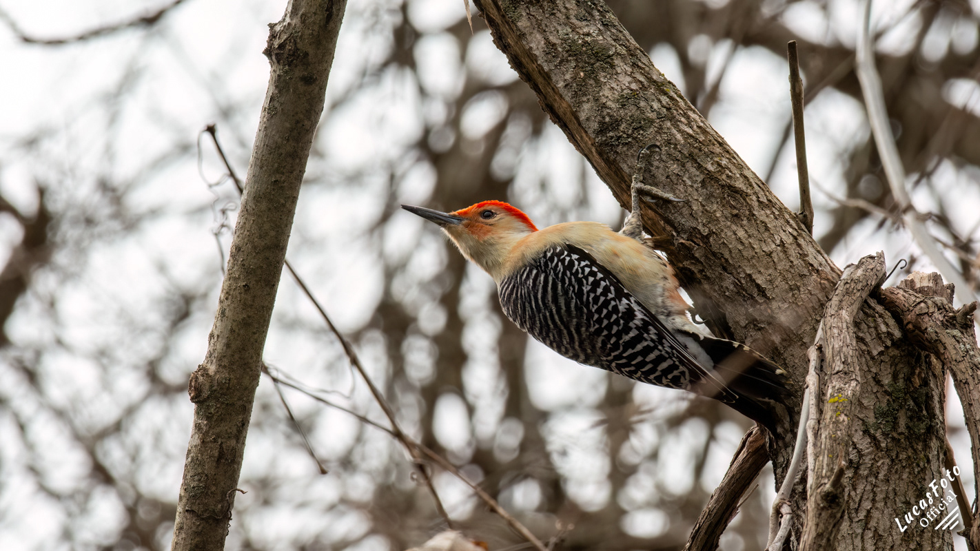 Red-bellied Woodpecker