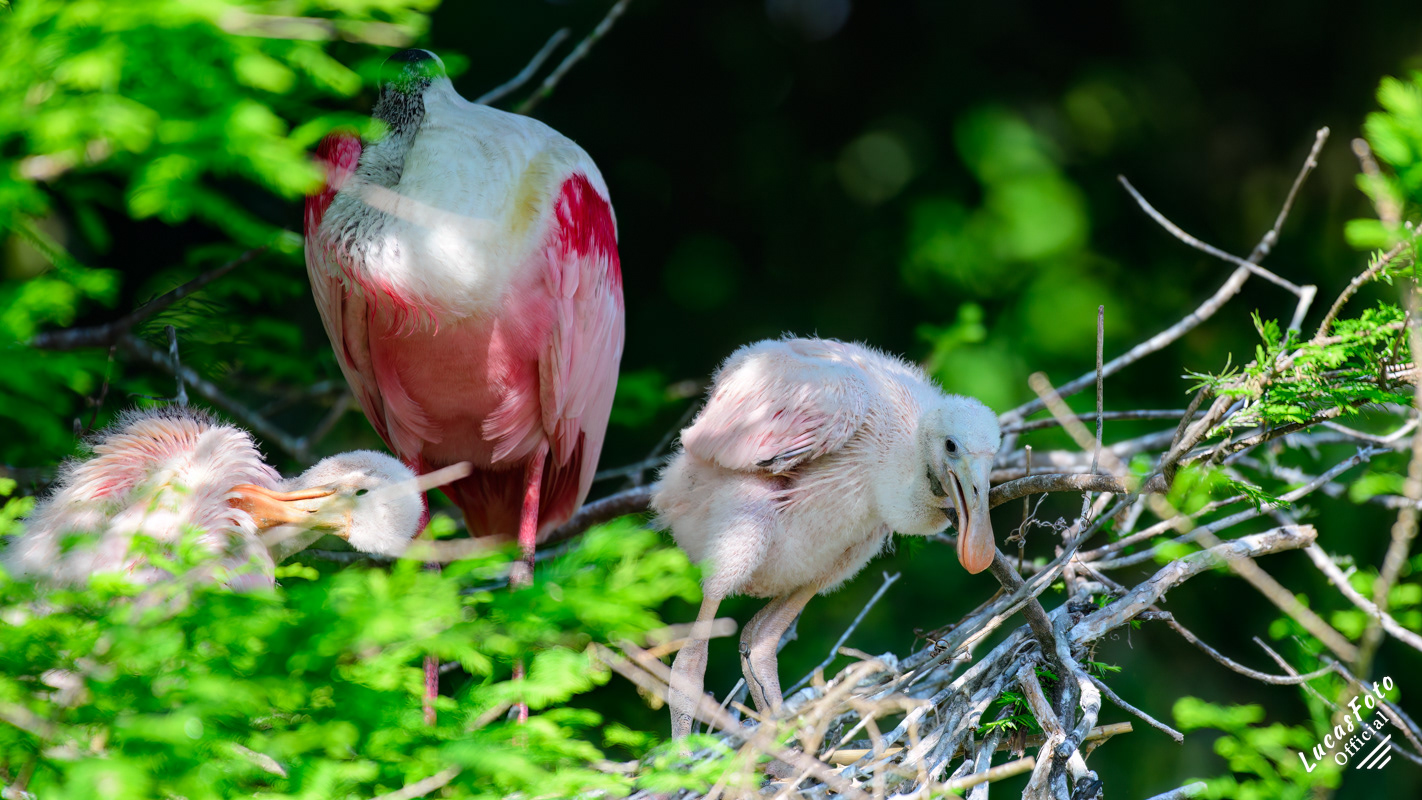 Roseate Spoonbill