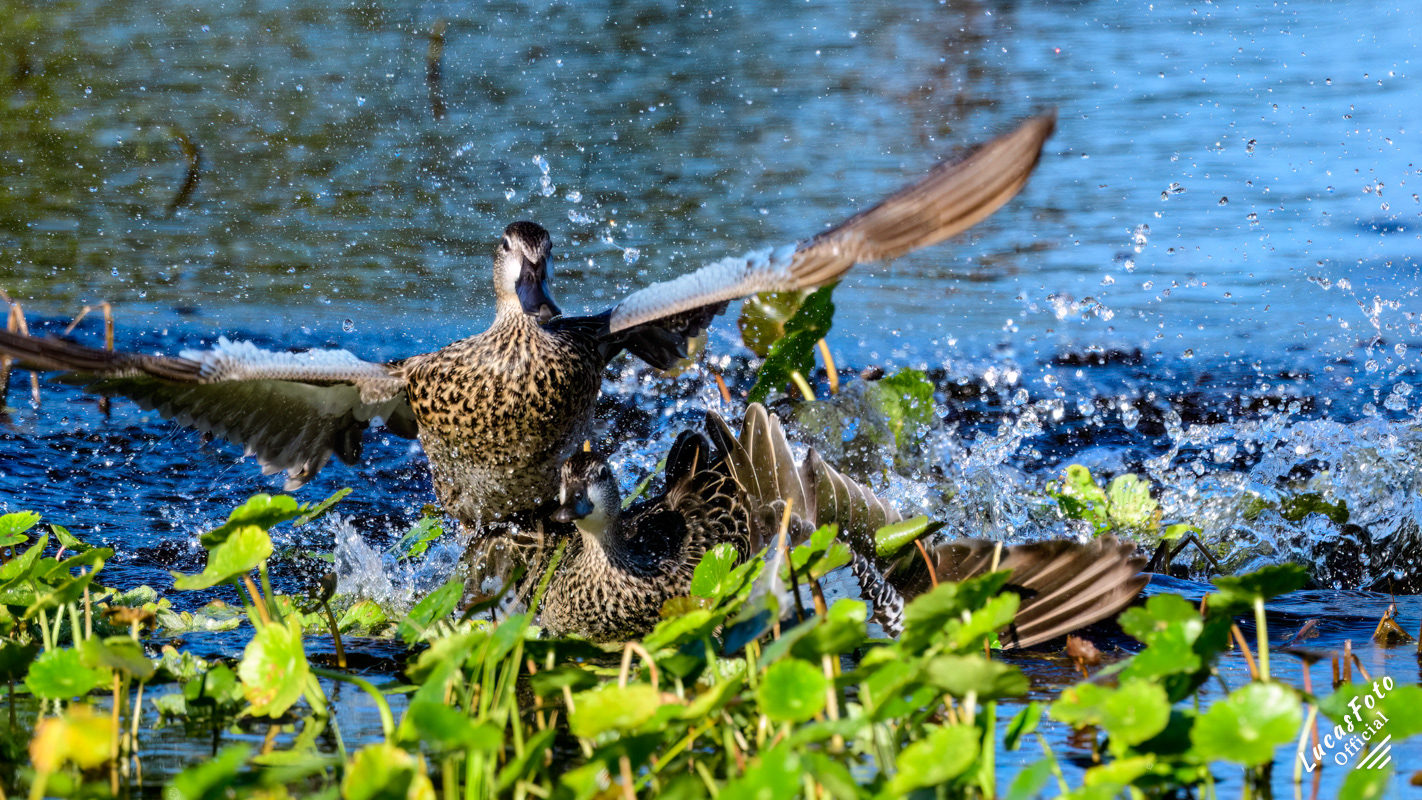 Blue-winged Teal