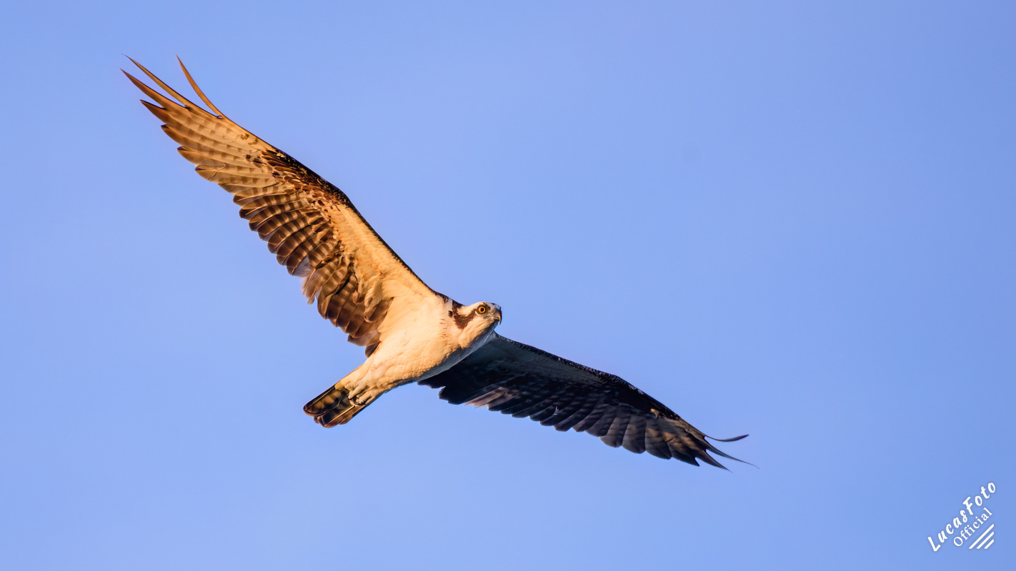 Osprey