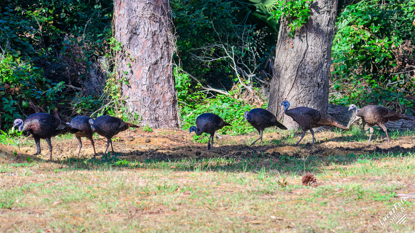 Eastern Wild Turkey