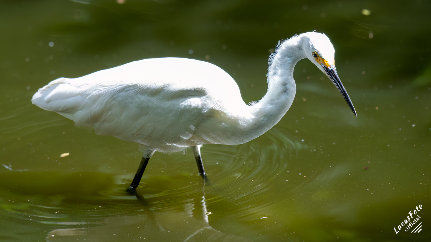 Snowy Egret