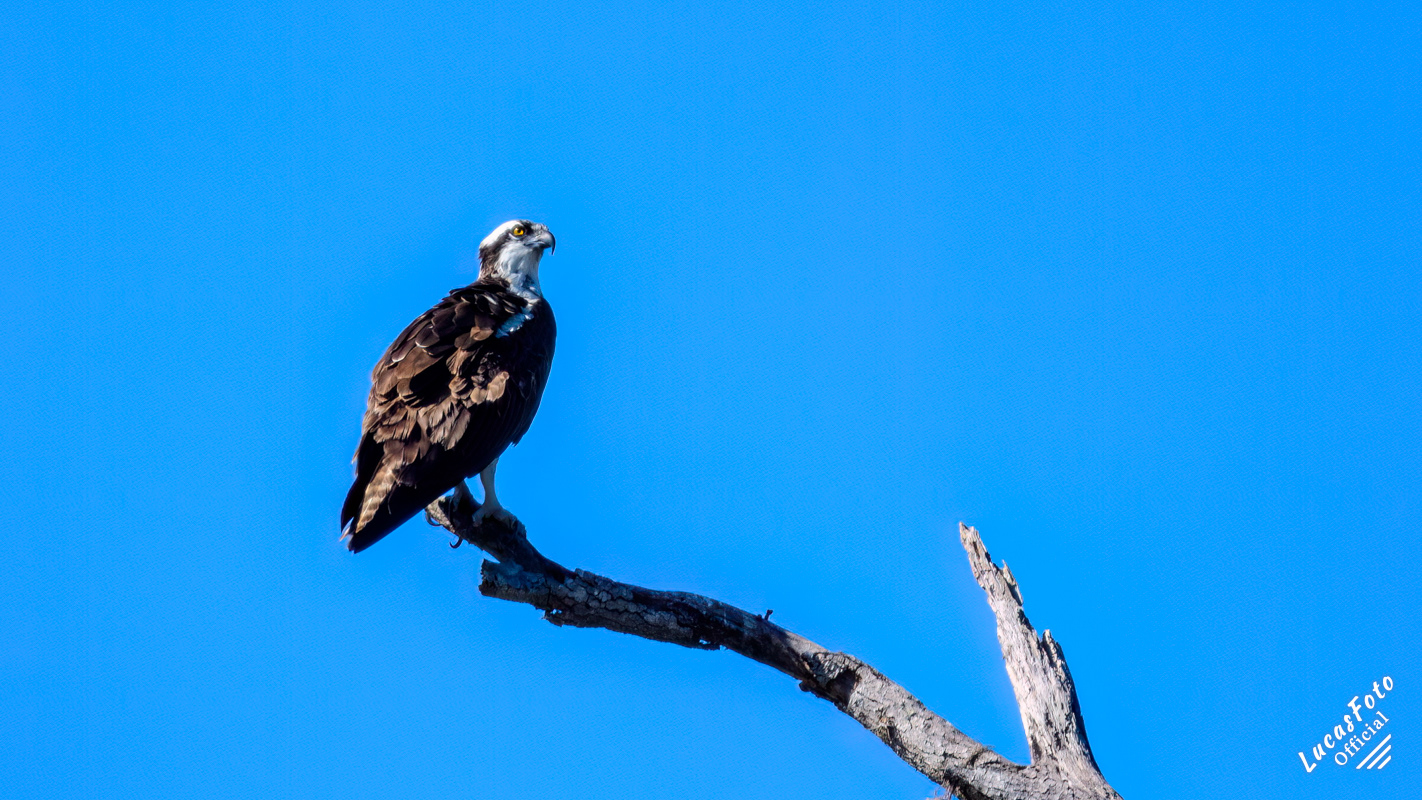 Osprey