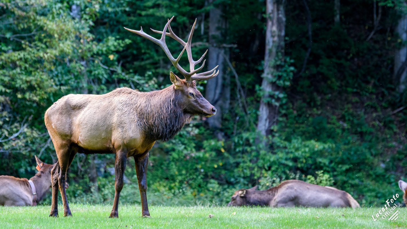Elk