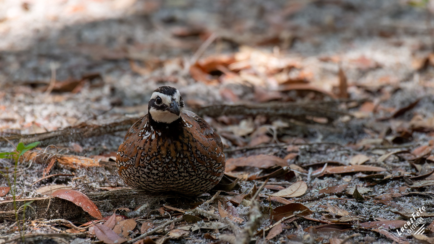 Northern Bobwhite