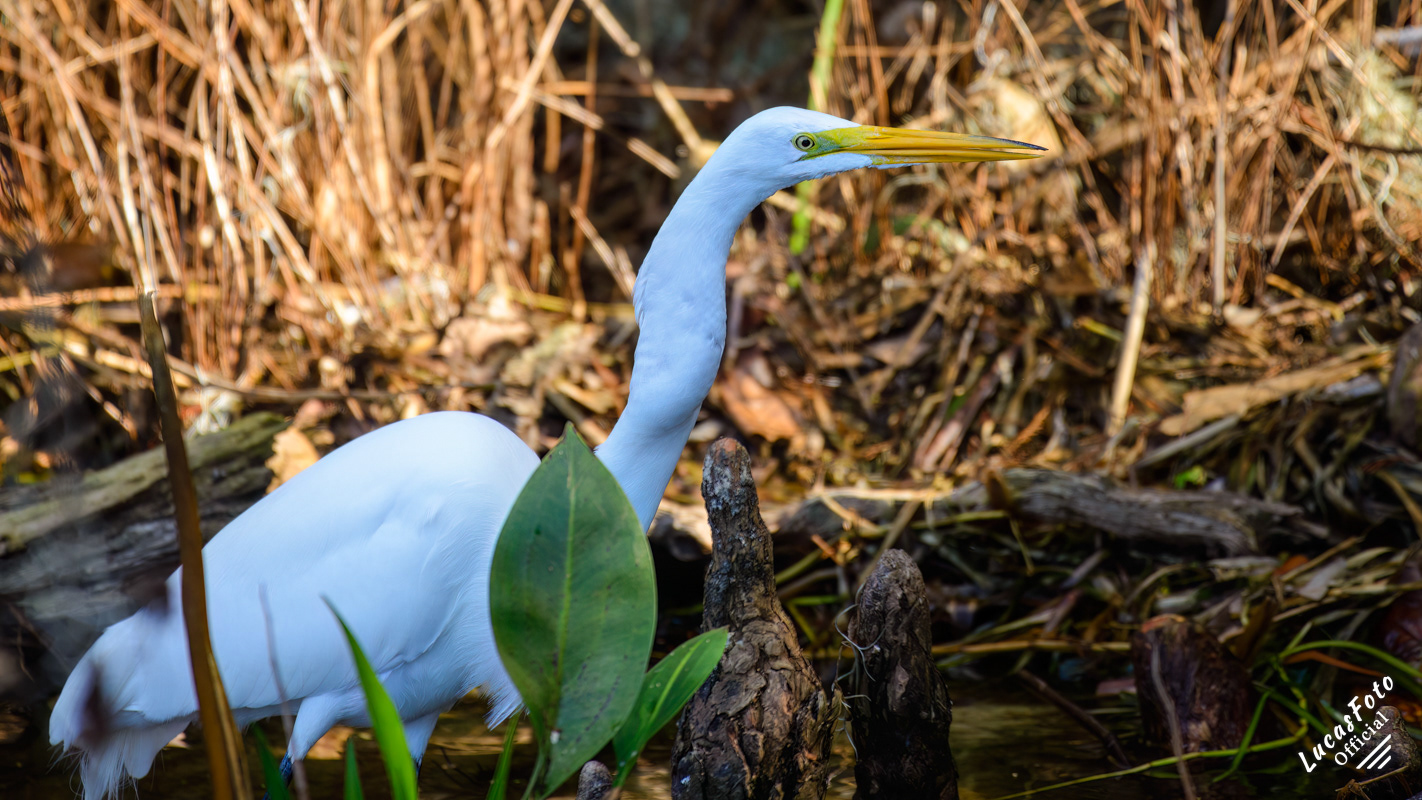 Great Egret