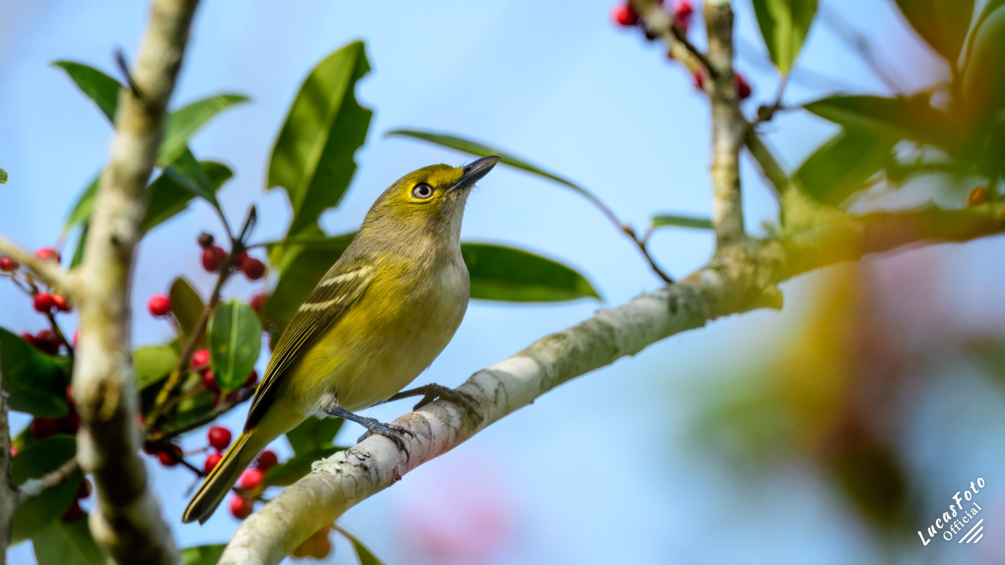 White-eyed Vireo