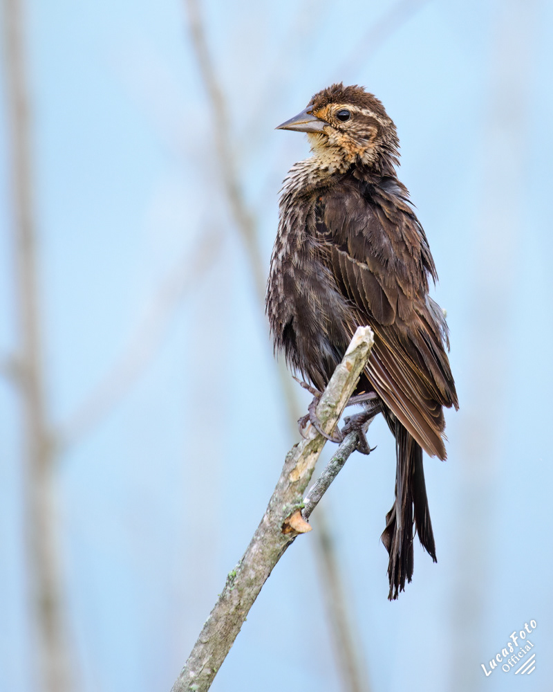 Red-winged Blackbird