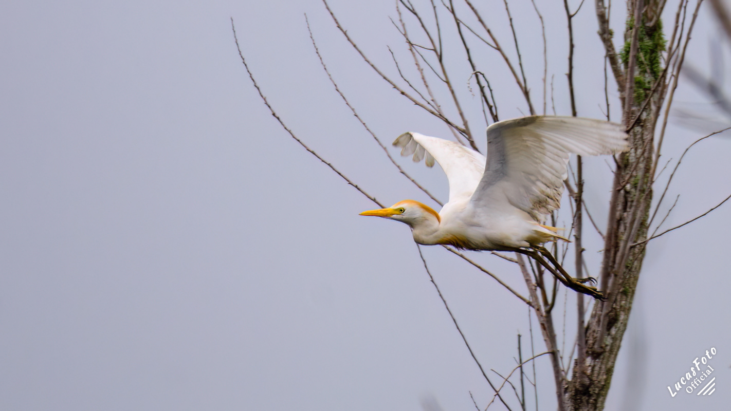 Cattle Egret