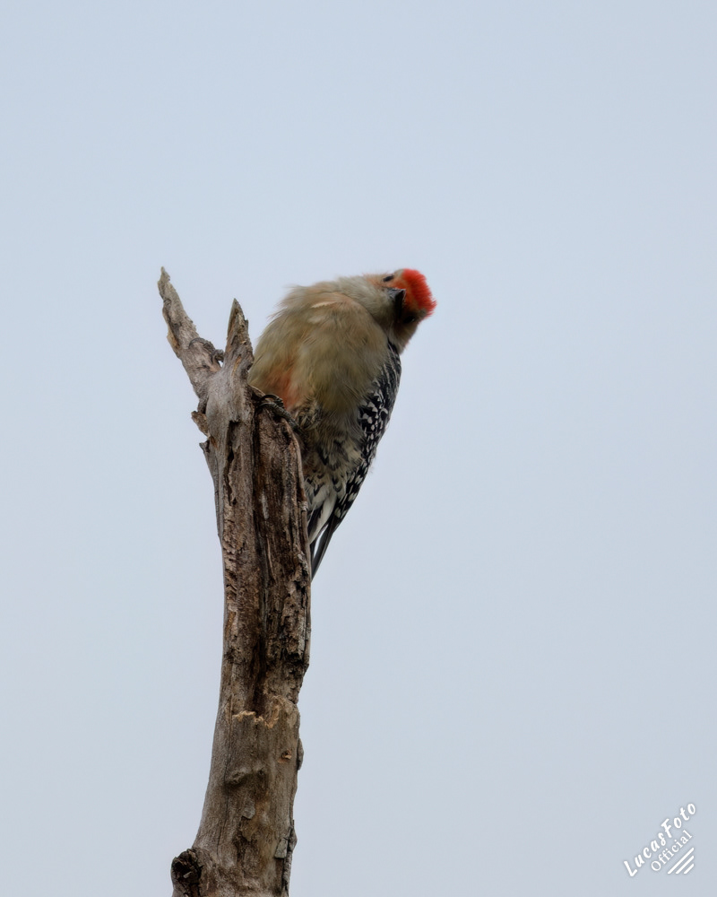 Red-bellied Woodpecker