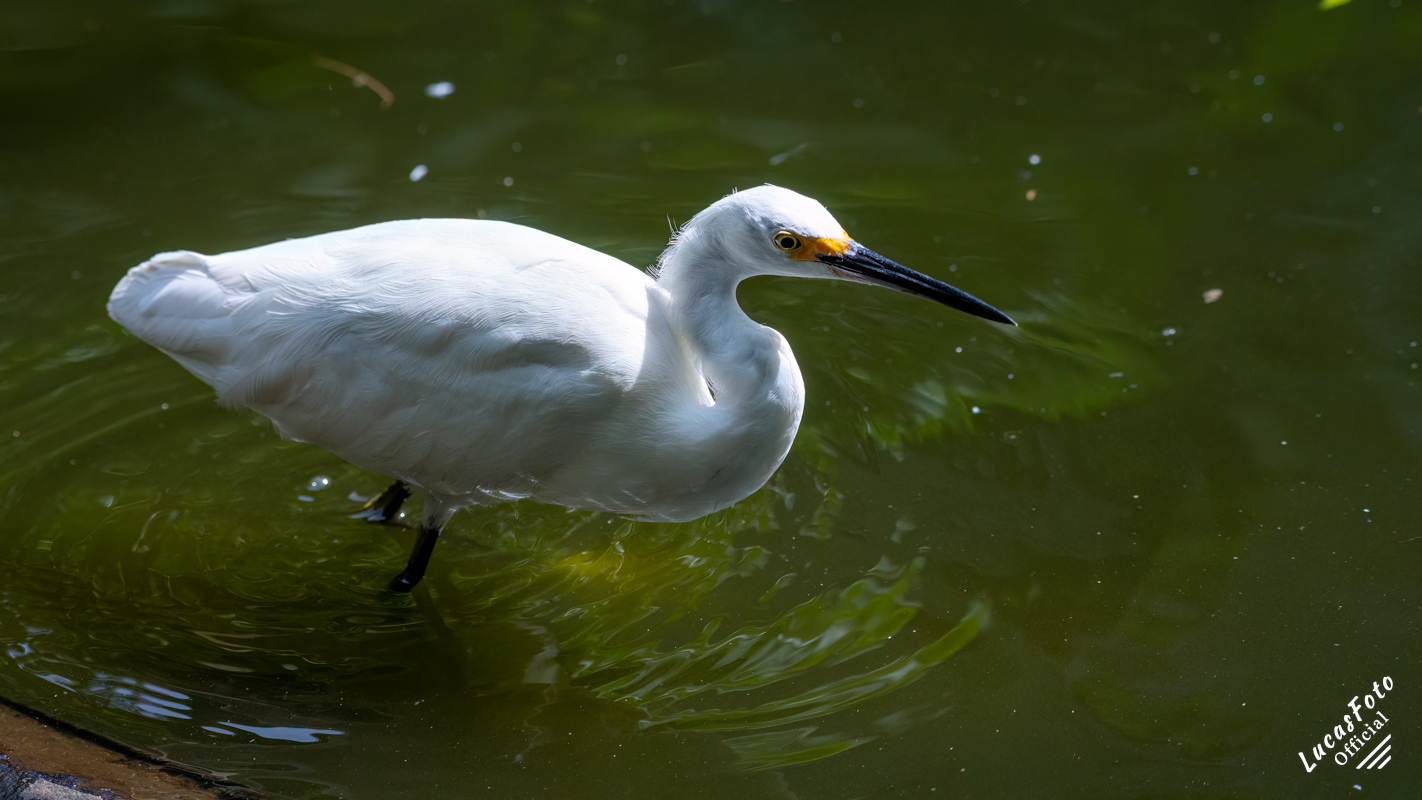 Snowy Egret
