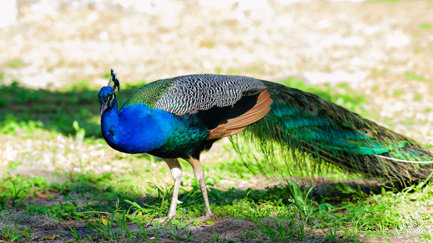 Indian Peafowl