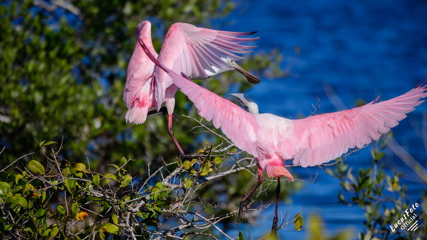 Roseate Spoonbill