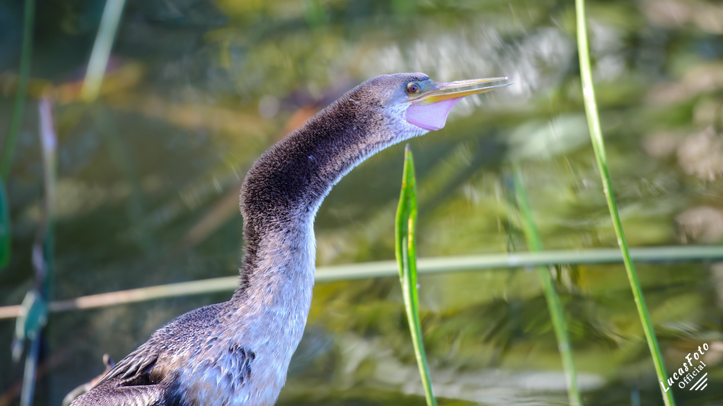 Anhinga