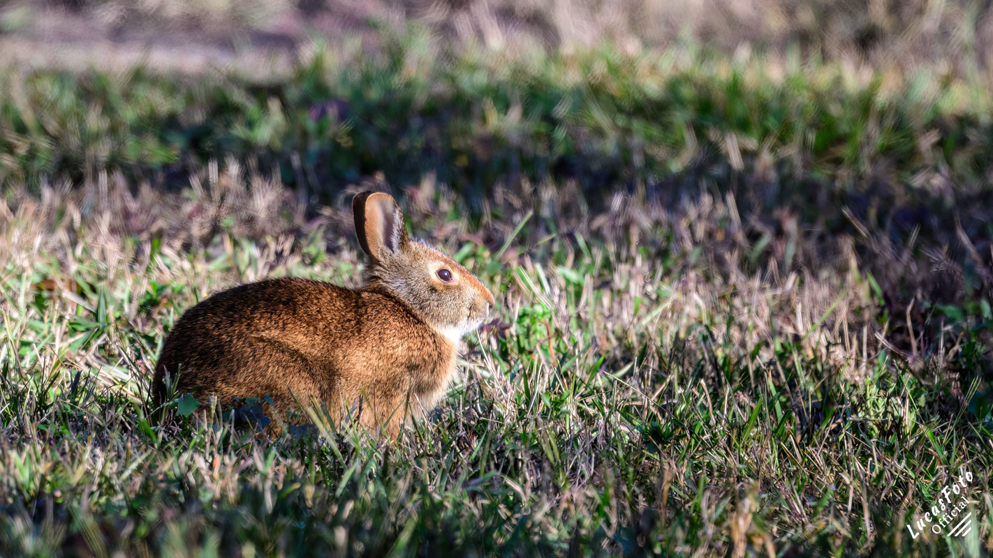 Marsh rabbit