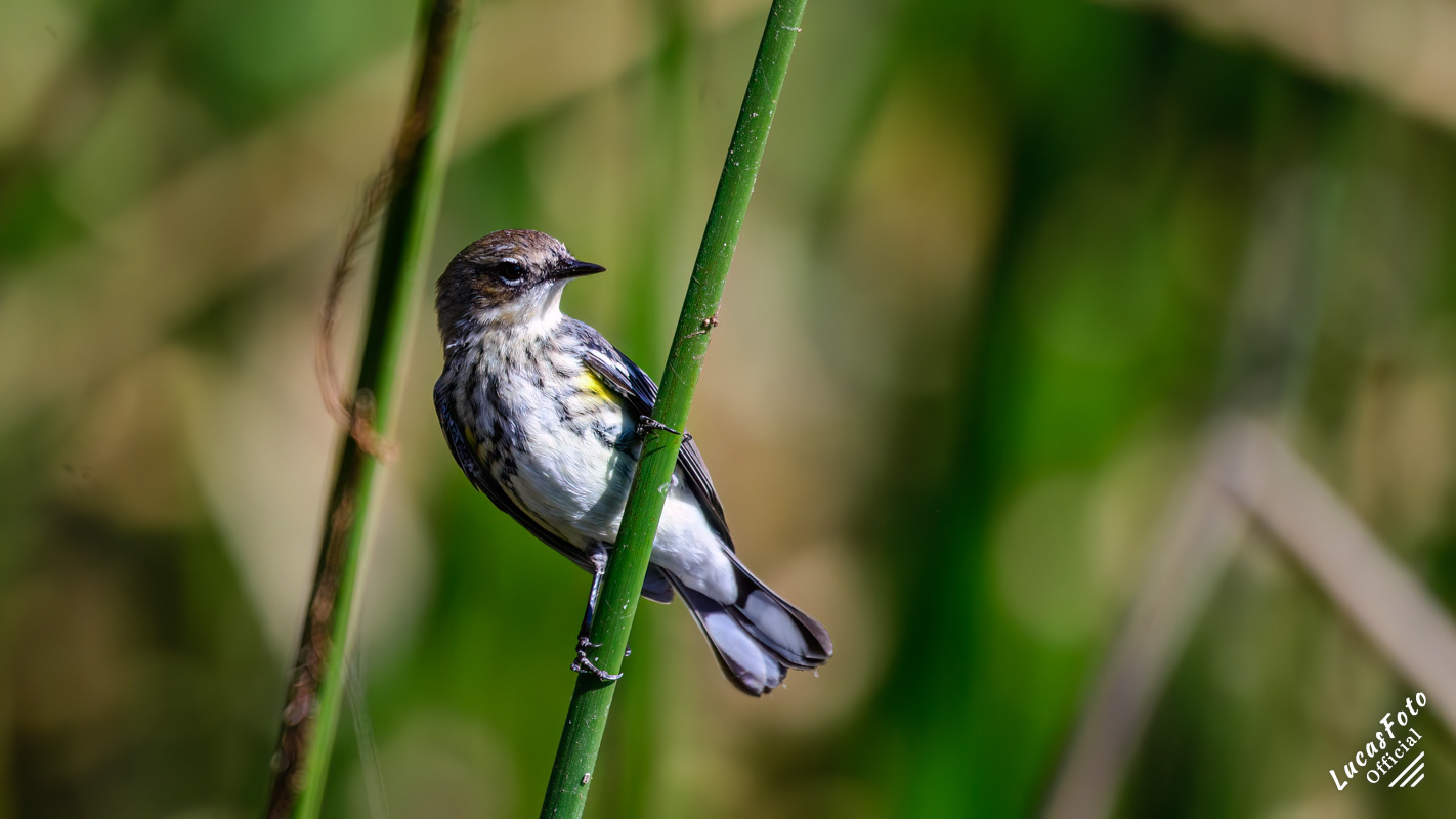 Yellow-rumped Warbler