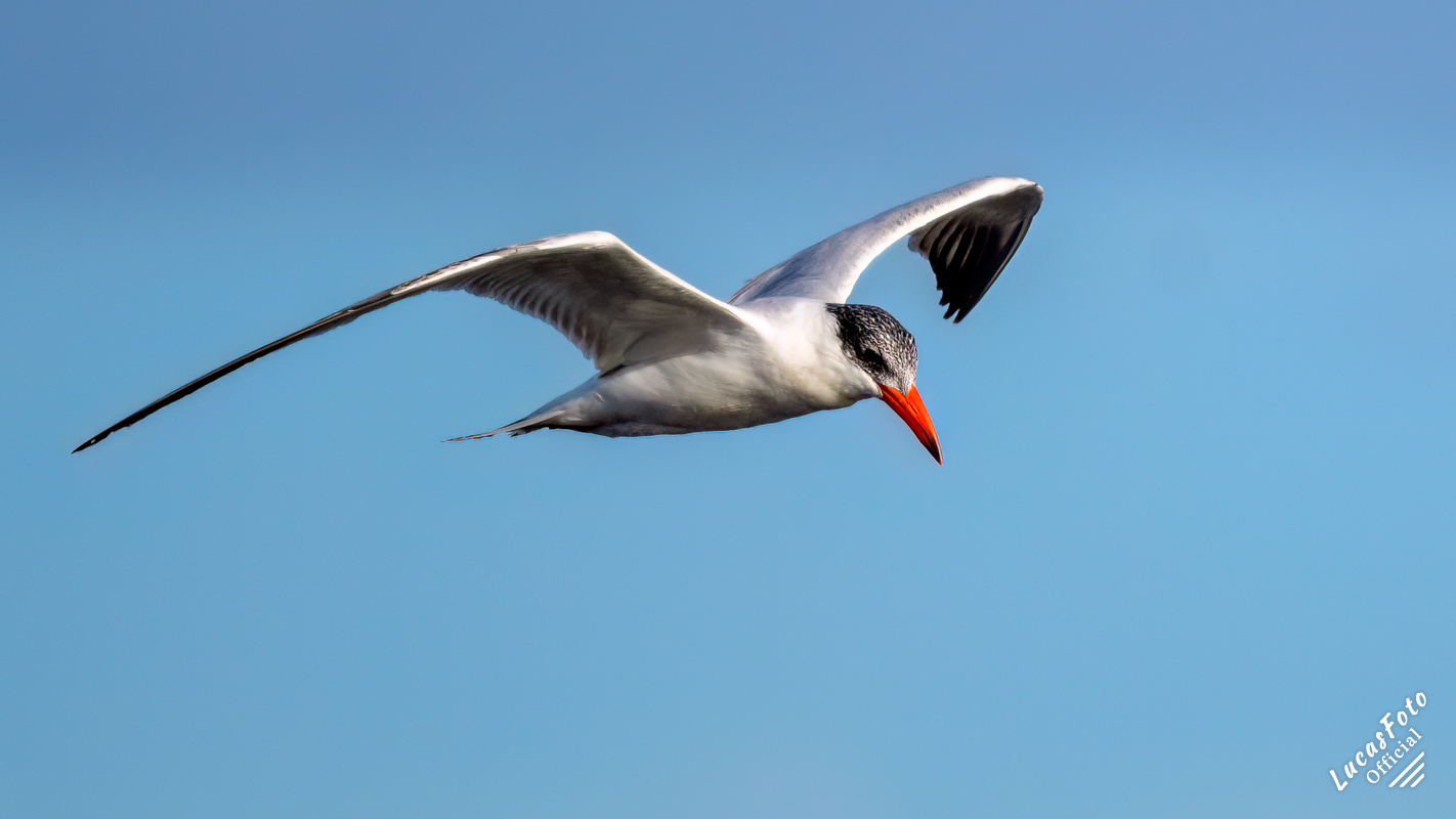 Caspian Tern