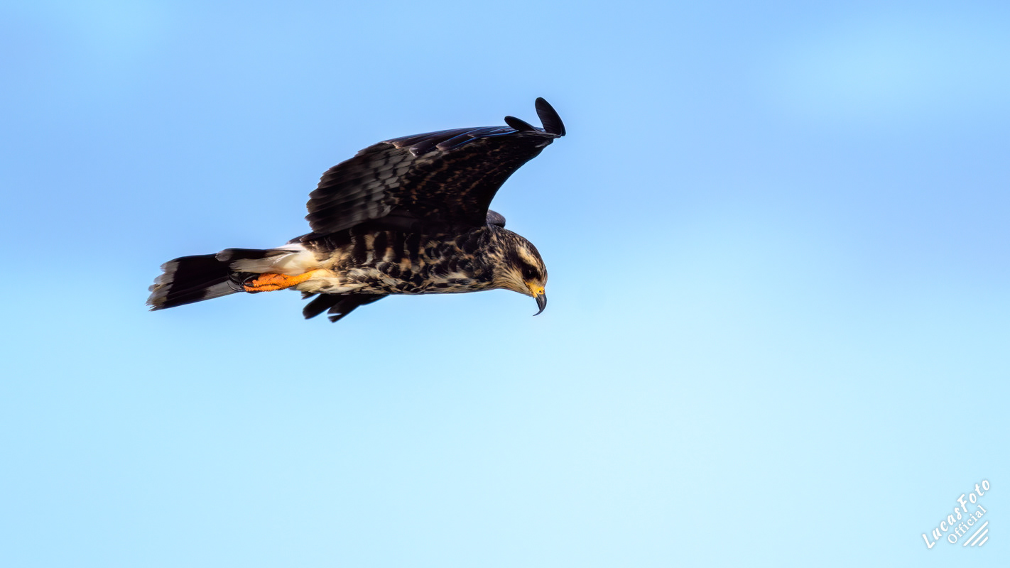 Snail Kite
