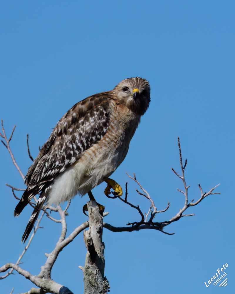 Red-shouldered Hawk