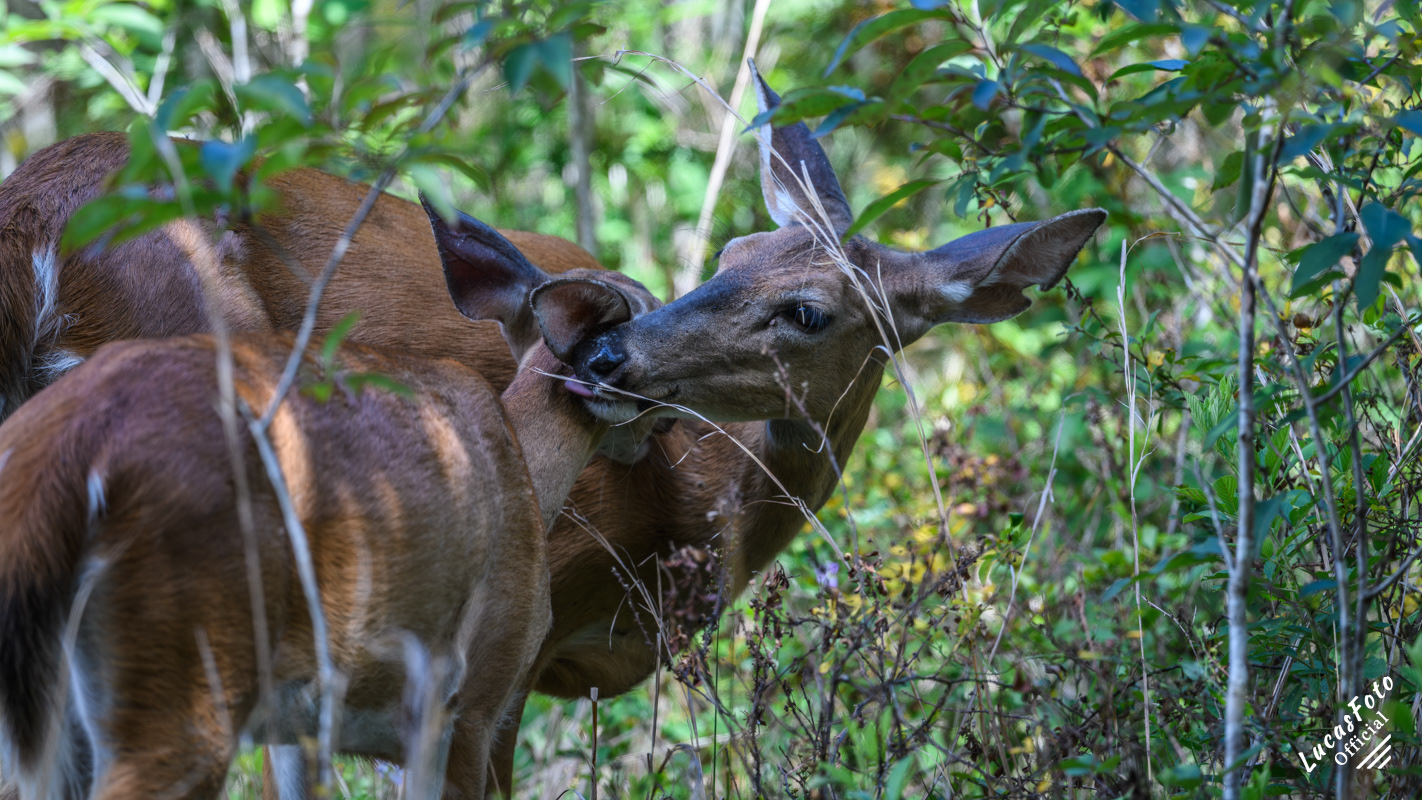 Whitetail