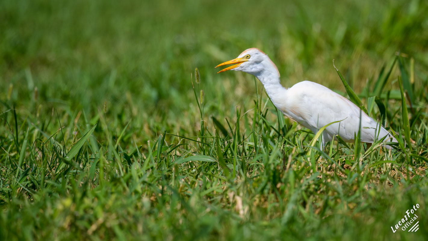 Cattle Egret