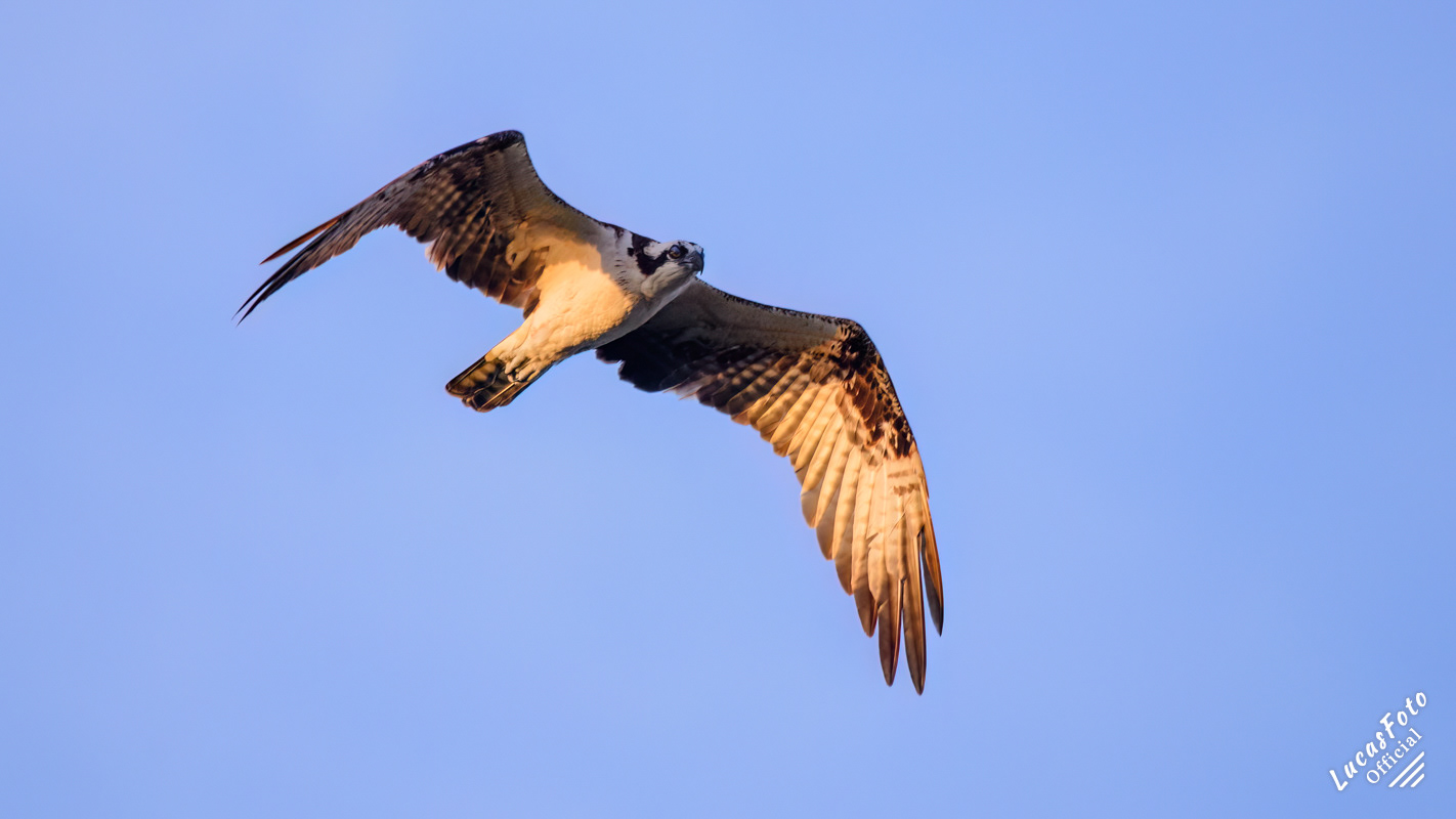 Osprey
