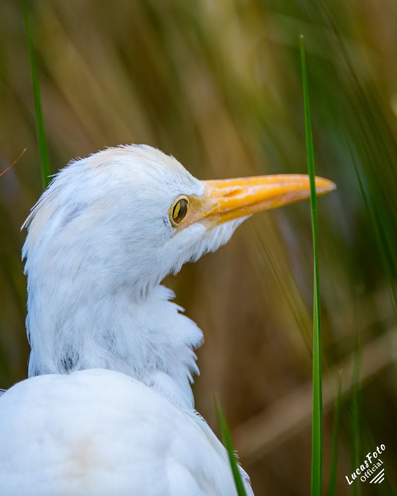 Cattle Egret
