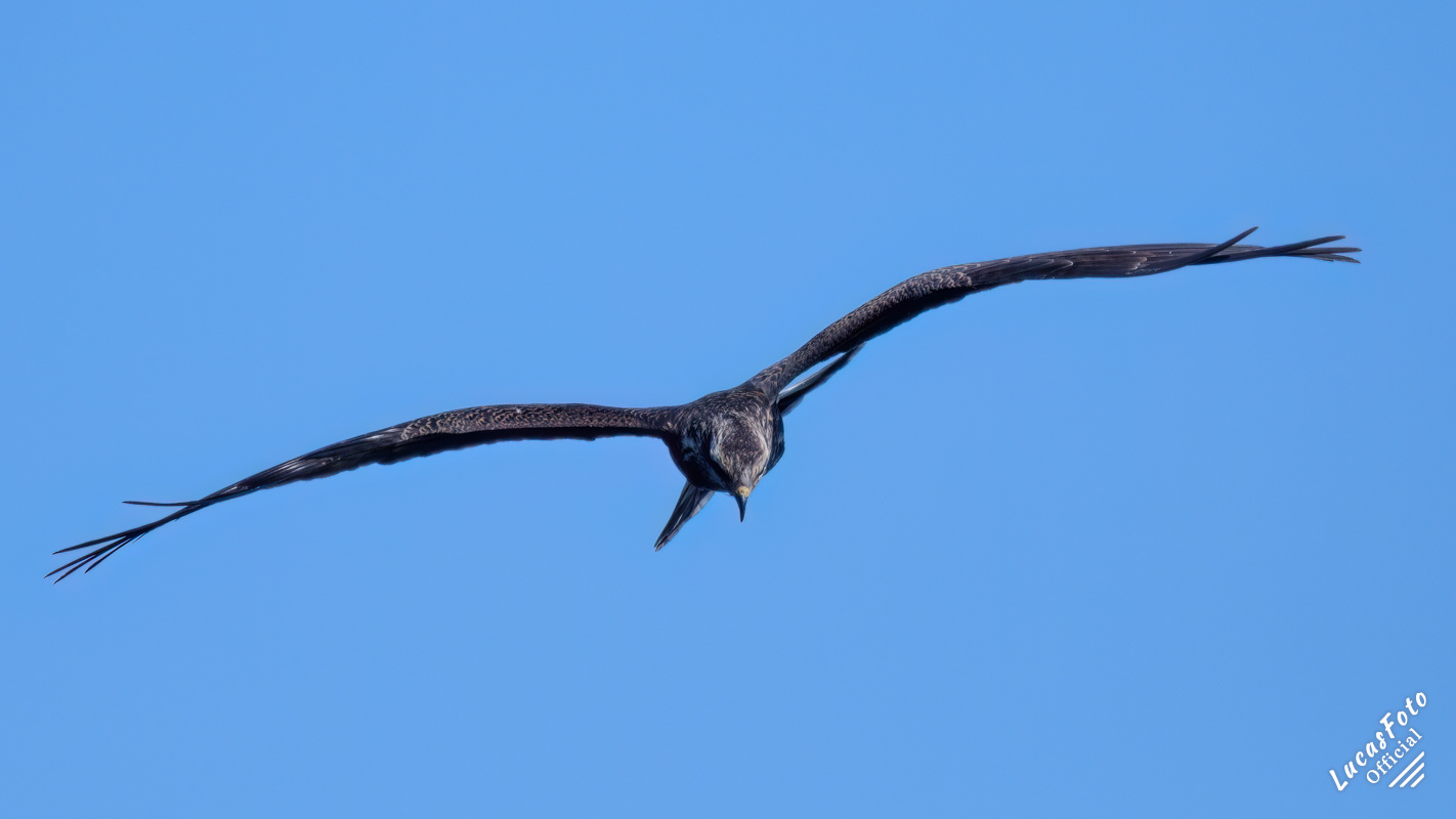Snail Kite