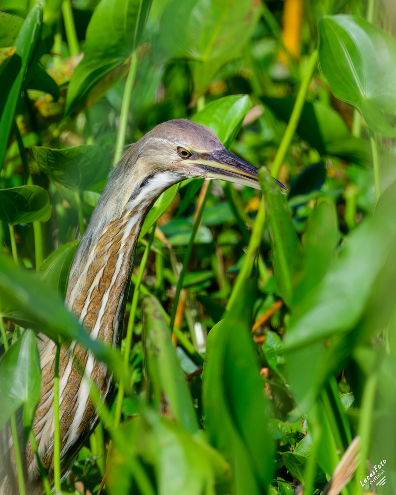 American Bittern