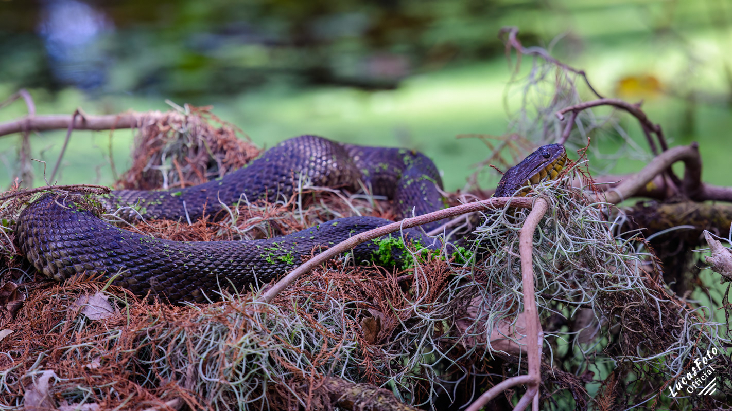 Florida Green Watersnake