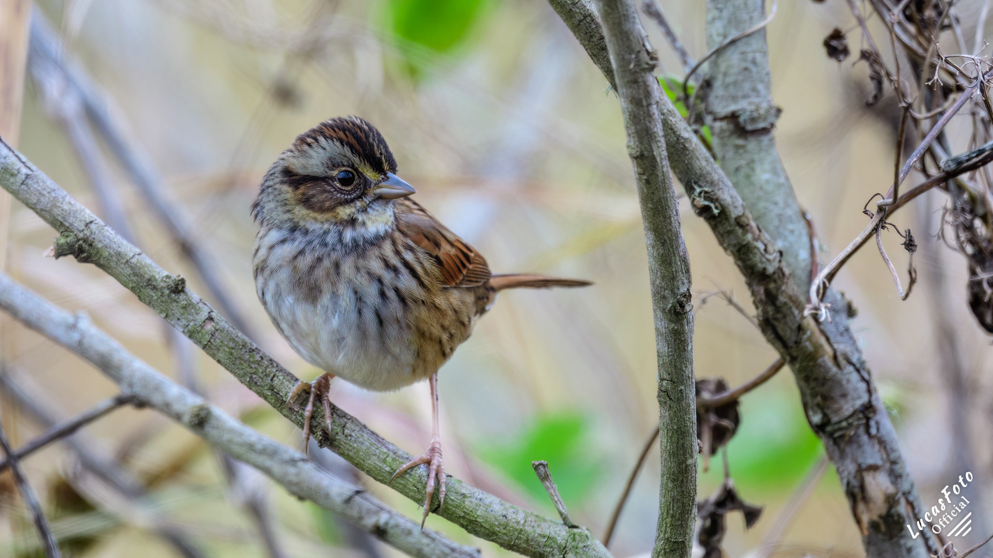 Swamp Sparrow
