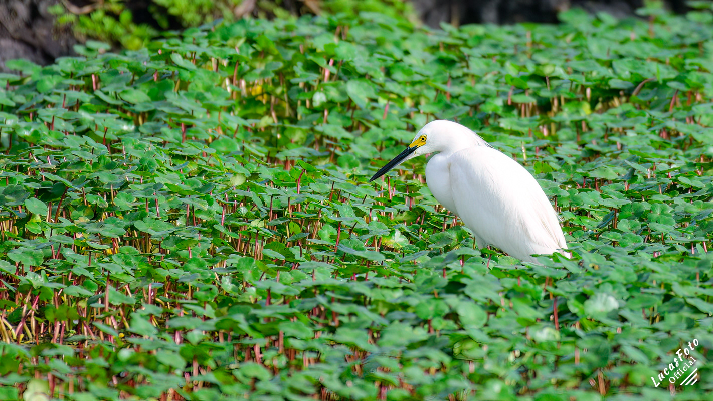 Snowy Egret