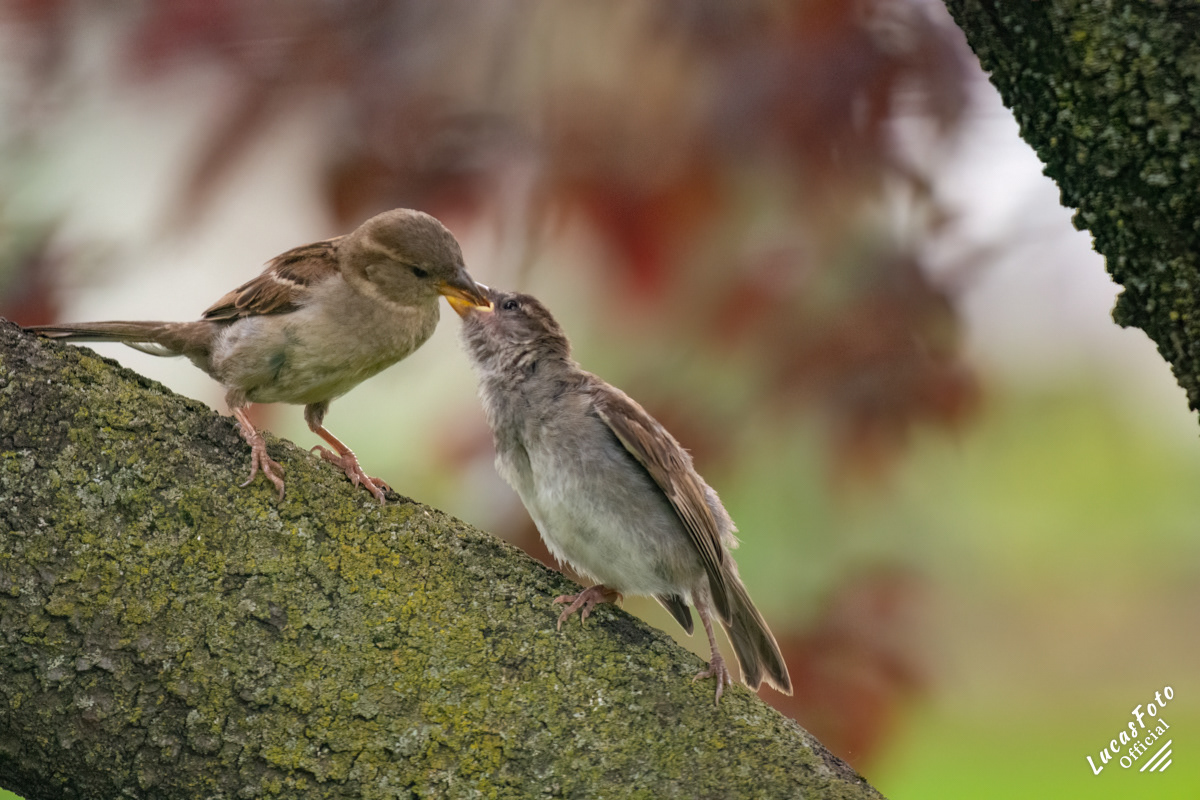 House Finch