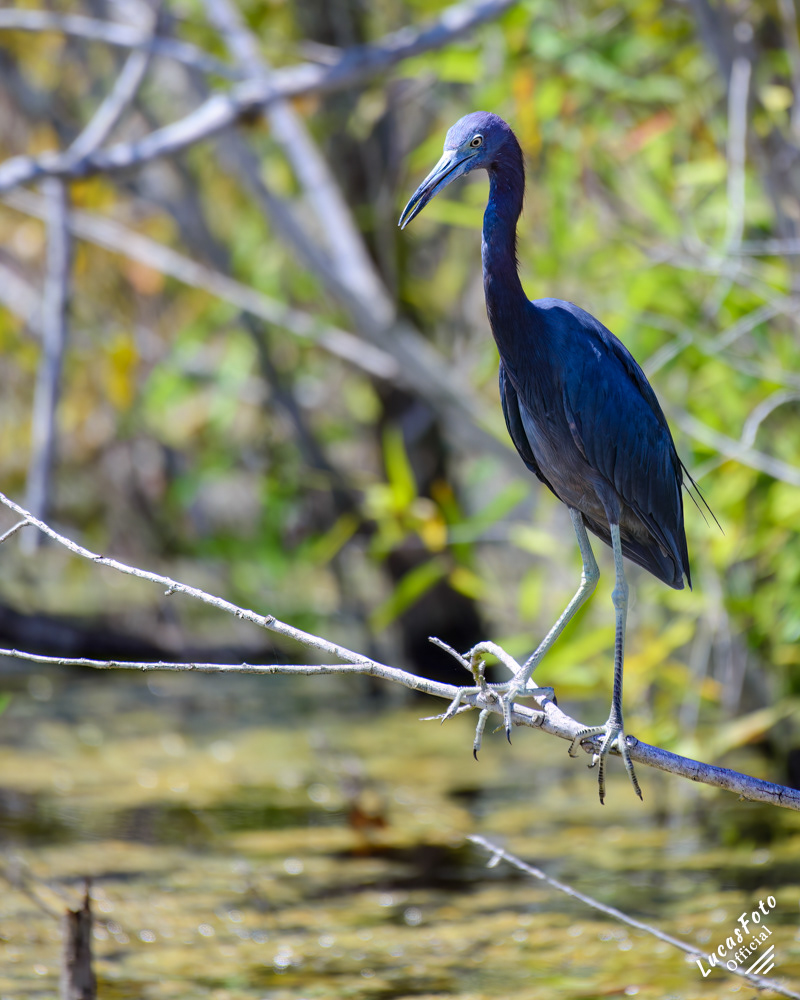 Little Blue Heron