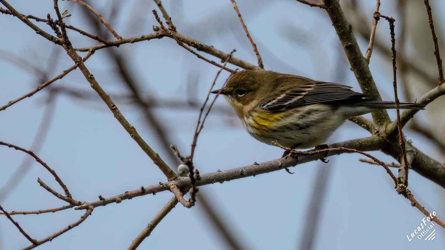 Yellow-rumped Warbler